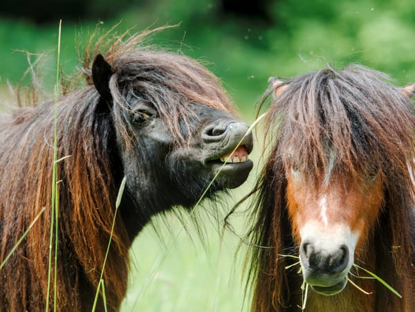 Heads-only portrait of two young minishetty ponies.