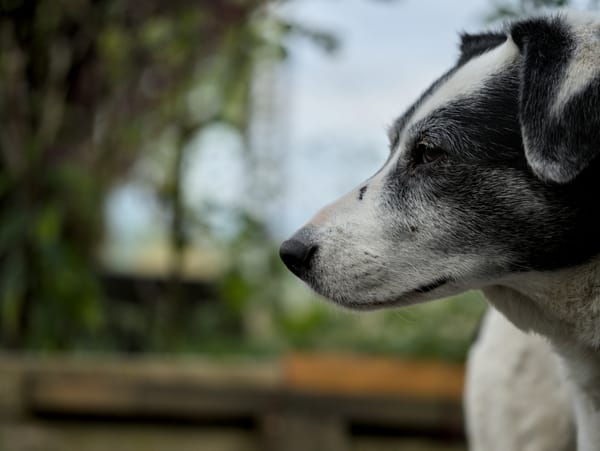Portrait of a black and white dog.