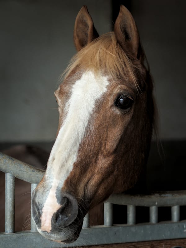 portrait of a horse in her box