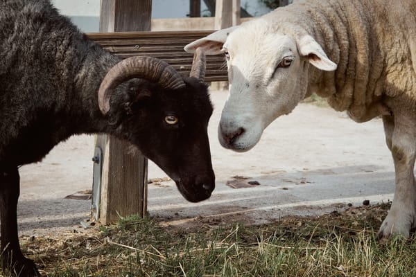 Tara Tierhilfe