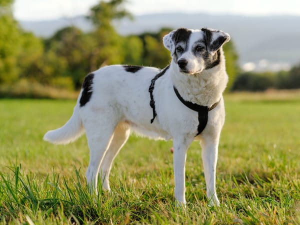 A black and white dog standing in a meadow with some trees in the background.