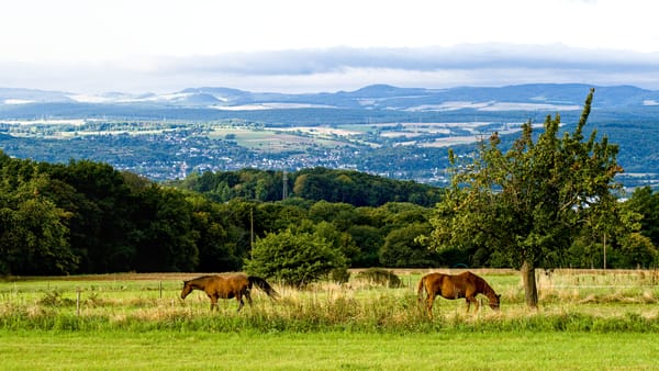 Two horses grazing on a meadow. Behind them, trees and far away a range of hills with a few villages.