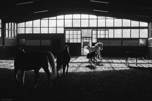 Black and white picture of an indoor riding arena with two horses and two donkeys. A third, white horse is just being let int