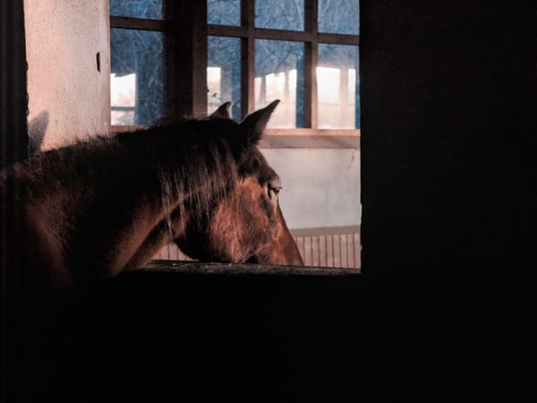 An elderly horse looking out of a window.