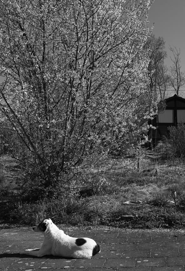 A black and white dog resting beneath a blooming bush.