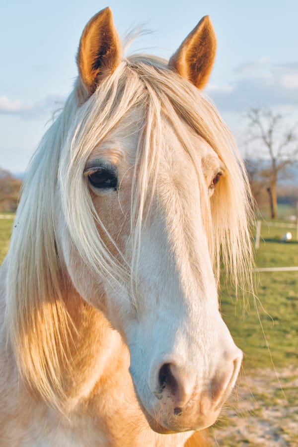 Outdoor portrait of a horse.