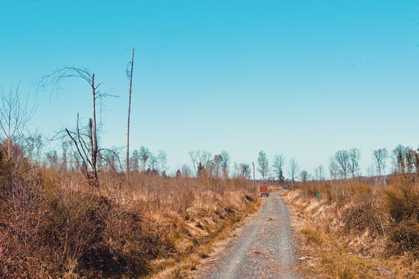 A dirt road going through remnants of a forest.