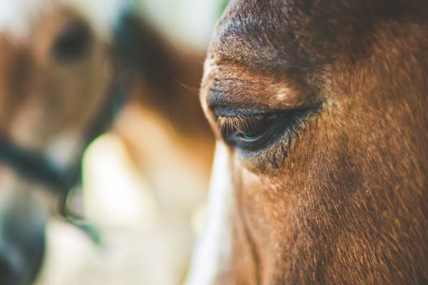 Closeup portrait of part of a horse's head, with another horse in the background.