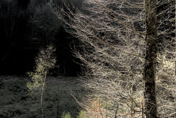 Sunlit trees in the evening sun against a dark background.
