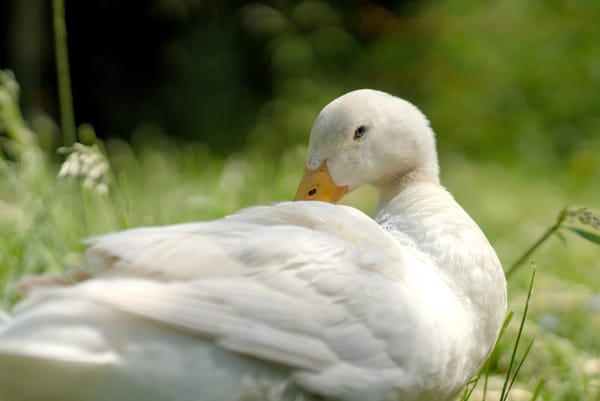 portrait of a white runner duck resting in the grass
