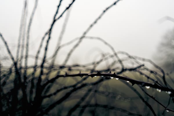 a thorny plant with raindrops on it