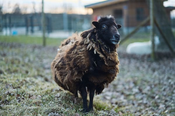 A mini sheep looking at the camera with a curious expression.