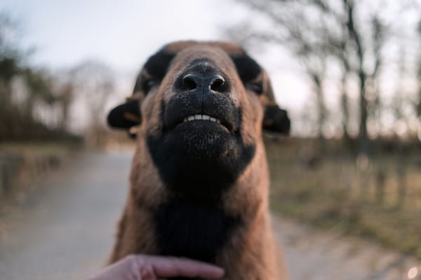 Closeup of a cameroon dwarf (a sheep race) baring his teeth in joy while being stroked at his throat by a blurred human hand.