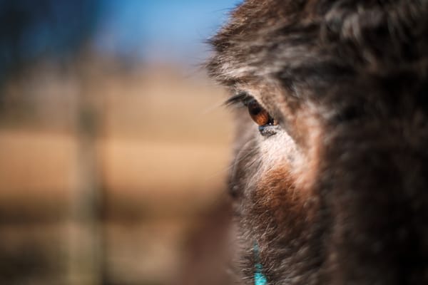Closeup of a donkey's face