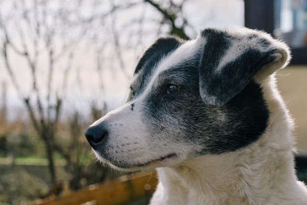 Portrait of a black and white dog looking into the distance.