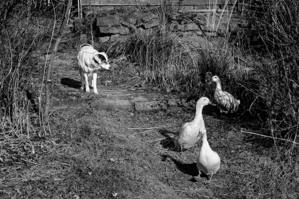Black and white picture of a dog watching three runner duck coming out of the reeds.