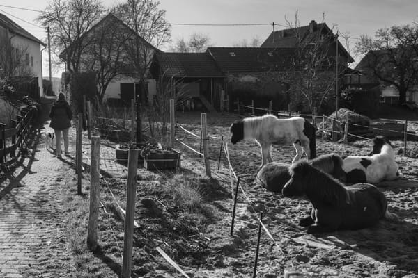 Some horses resting behind a barn in a village beside a small path. A woman with a dog is walking the path into the village.