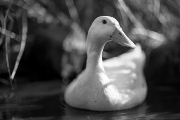 Closeup of a white runner duck swimming in a pond.
