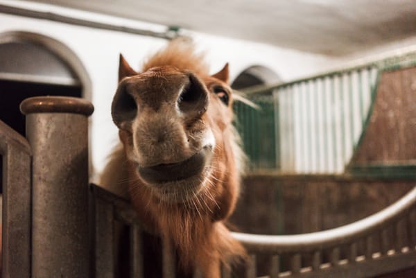An Icelandic horse looking out of her box.
