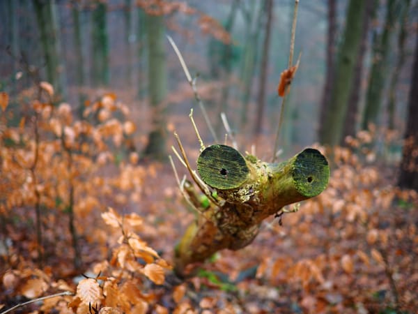 Mein Freund, das neugierige Alien