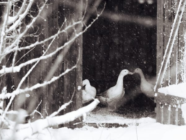 Three runner ducks taking shelter from the snow in a wooden hut.