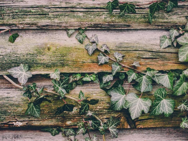 ivy growing over wooden boards