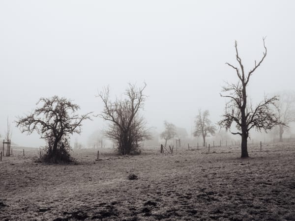 a group of winter trees on a foggy field