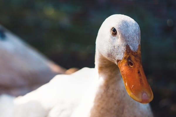 Closeup of a white runner duck looking into the camera