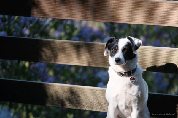 Dog Cam