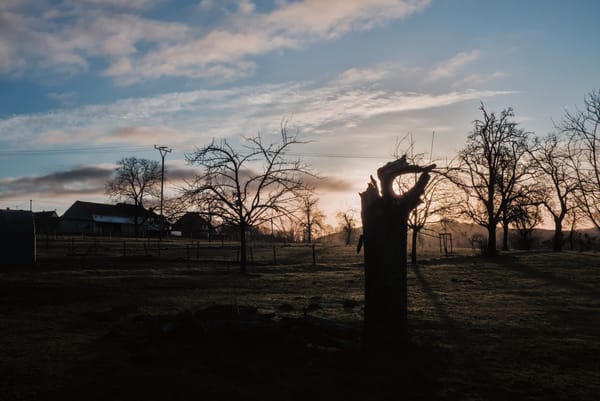 Sunrise over a meadow with a broken tree.