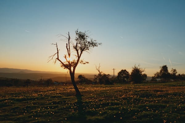 Silhouette of a tree in a sunset scene, with dandelions on the ground.