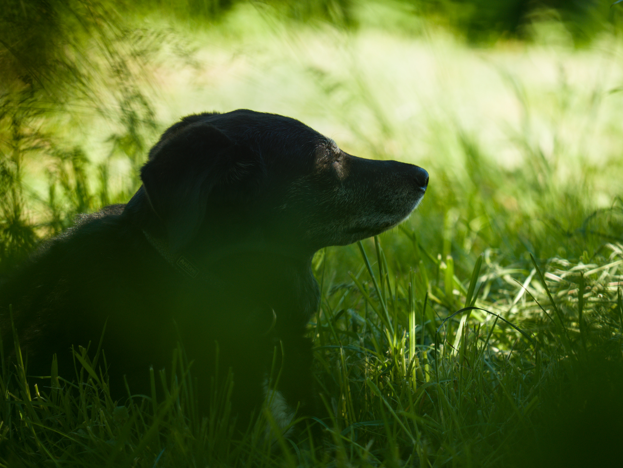 Portrait of a black dog resting in the grasses.