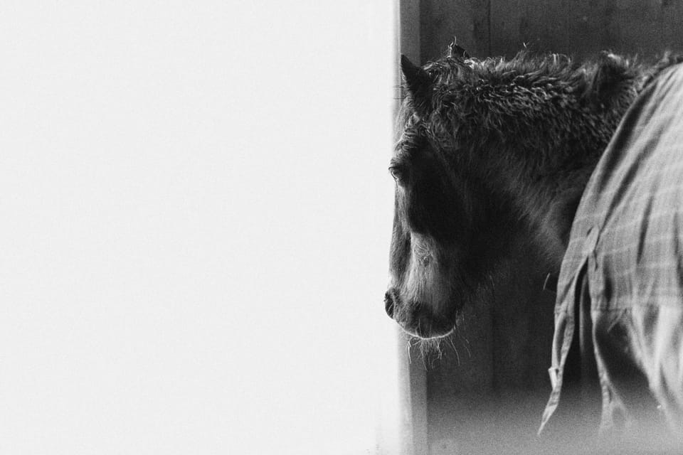 Gipsy † 13.6.2021