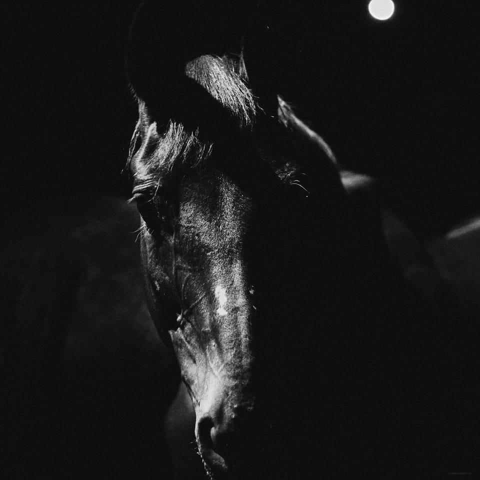 [ 25 – Lina ]