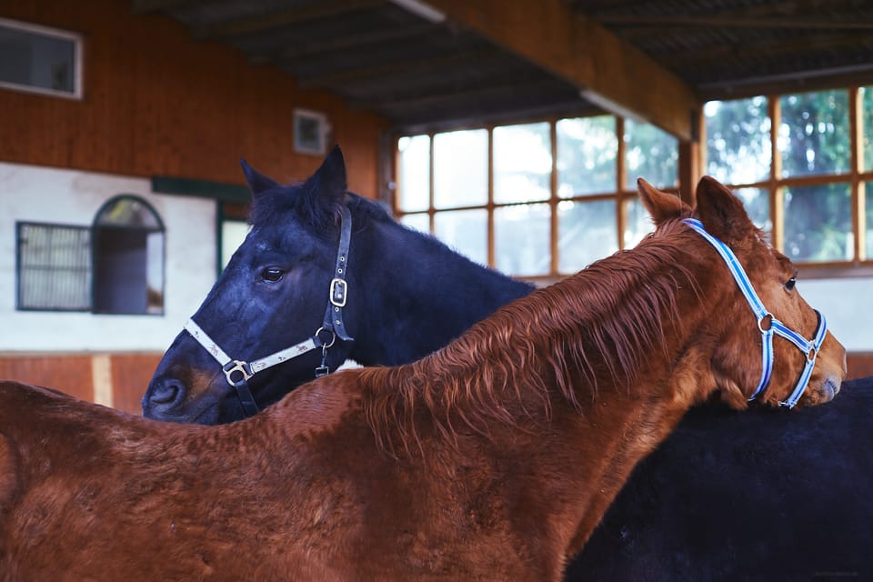 Lucky & Rosi