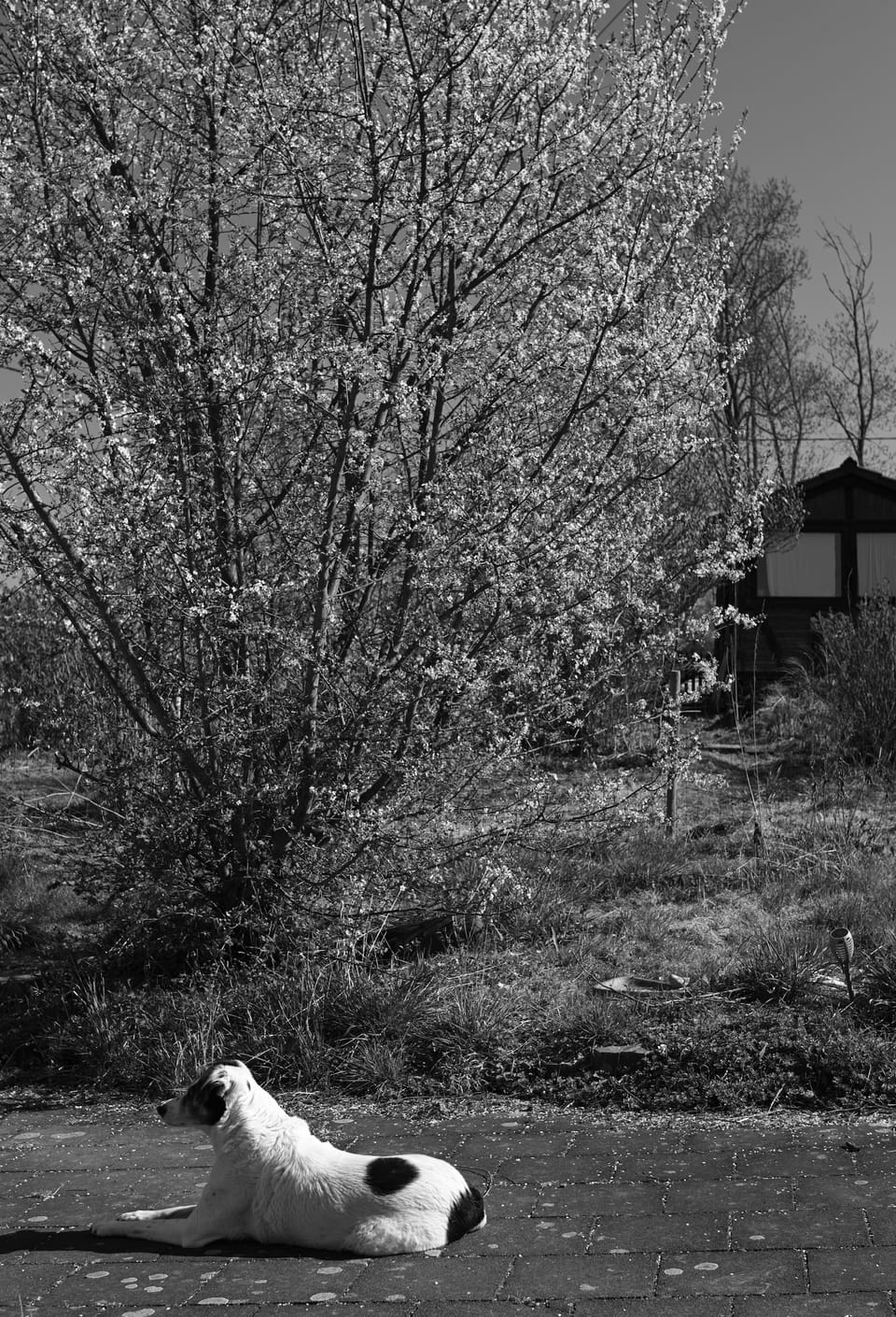 87/365 (or: could someone please fix Sigma Foveon DNG handling in darktable?)